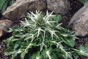 Eryngium variifolium